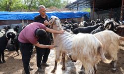 Adana’da hayvan kırkma mesaisi başladı
