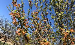 Kulu'da don hasar tespit çalışmaları devam ediyor