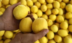 Limonda ihracat yasağı kalktı