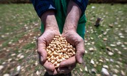 Mersin'de 'atalık nohut' gelecek nesillere aktarılıyor