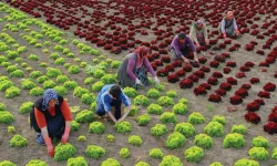 Orman köylüsünün gözü artık Bakan’da