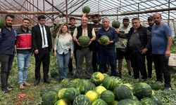 Serik'te örtü altı üretimde 37 bin ton karpuz beklentisi var