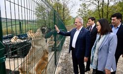 Sokak hayvanlarına 51 ilde doğal yaşam alanları oluşturuluyor