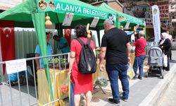 Alanya’da parasız su kabağı fidesi dağıtılacak