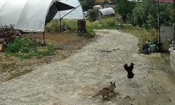 Antalya’da ziyafete hazırlanan tilkiye ‘köpek’ şoku