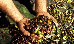Zeytin üreticisi taban fiyat istiyor