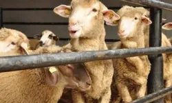 Türkiye’nin kurban satışına ödeyeceği para belli oldu! Milyarlar havada uçuşuyor