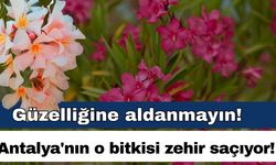 Güzelliğine aldanmayın! Antalya'nın o bitkisi zehir saçıyor!