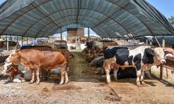 Kurban alacaklar dikkat! İnternette kurban dolandırıcılığı