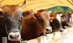 Kurban kesimi sırasında nelere dikkat edilmeli!
