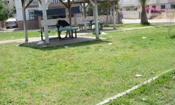Kepez’in parklarında çöp istilası… Vatandaşlar tepkili