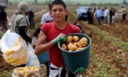 Adana’da patates hasadı başladı