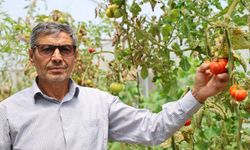 Yetiştirdiği ürünleri, çiftçinin yüzünü güldü