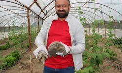 Antalya’da çiftçinin yeni derdi kaplumbağa! Gördüklerine inanamadı