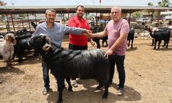 Adana'da kurbanlıklar görücüye çıktı: Kilo fiyatı 280 ile 310 TL arasında