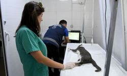 Kuşadası’nda 5’inci kattan düşen kediye belediye başkanı el uzattı