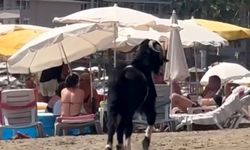 Antalya'da kaçan kurbanlık keçi, Kleopatra Plajı’na girdi