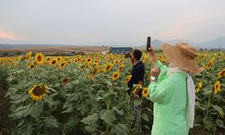 Ayçiçek tarlaları fotoğraf tutkunlarının akınına uğradı