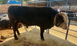 Alanya’da 1 ton 300 kiloluk tosun 430 bin TL'ye satıldı