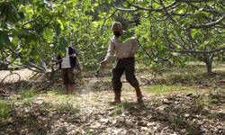 Antalya'nın incir bahçelerinde yeni sezon hazırlıkları