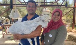 Besicisi satmaktan vazgeçti! Bayramın en şanslı keçisi sayıldı
