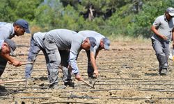 Çandır Fasulyesi toprağa ‘Merhaba’ dedi
