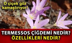 O çiçek göz kamaştırıyor! Termessos Çiğdemi nedir? Özellikleri nedir?