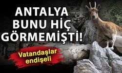 Dağ keçileriyle ünlü şelalede 'kuraklık' tehlikesi