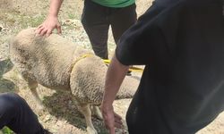 Dağlık alanda mahsur kaldı! Kurtarılan koyun sahibine teslim edildi