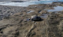 Gazipaşa’da koruma altındaki caretta caretta başı kesik halde bulundu