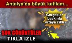 Antalya’da büyük katliam… Gerçekler baskınla ortaya çıktı