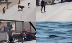 Kaçan boğalardan biri trafiği karıştırdı diğeri telef oldu
