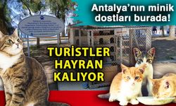 Antalya’nın minik dostları burada! Turistler hayran kalıyor