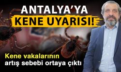 Antalya’ya kene uyarısı! Kene vakalarının artış sebebi ortaya çıktı
