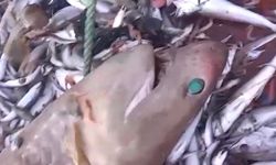 Mersin sahillerini köpekbalıkları bastı