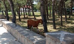 Konya'da firari kurbanlıklar yakalandı