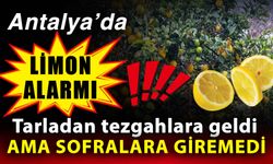 Antalya’da limon alarmı! Tarladan tezgahlara geldi ama sofralara giremedi