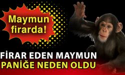 Maymun firarda! Firar eden maymun paniğe neden oldu