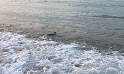 Mersin'de görüldüğü söylenen köpekbalığı başka yerden çıktı