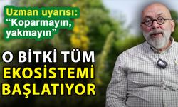 Uzman uyarısı: “Koparmayın, yakmayın” O bitki tüm ekosistemi başlatıyor