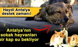 Haydi Antalya destek zamanı! Antalya’nın sokak hayvanları bir kap su bekliyor