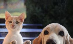 Sevimli oldukları kadar masraflılar! Evcil kedi beslemenin maliyeti ne kadar?