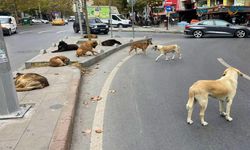 Antalya Büyükşehir Belediyesi Türkiye’ye örnek oluyor… Büyükşehir sessiz dostların dostu oldu