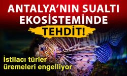 Antalya’nın sualtı ekosisteminde tehdit! İstilacı türler üremeleri engelliyor