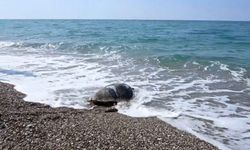 Tedavisi tamamlanan deniz kaplumbağası Akdeniz'in sularına bırakıldı