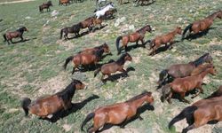 Yılkı atlarının sevimlilikleri dron ile görüntülendi