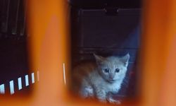 2 gündür kurtarılmayı bekleyen yavru kedi için seferber oldular