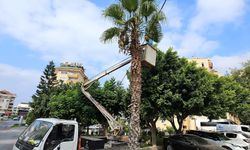 Alanya Belediyesi ve AEDAŞ’dan yangın riskine karşı önlem