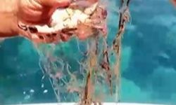 Alanya'da ağa takılan yengeçler kurtarıldı