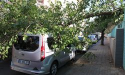Aydın’da aklına gelen başına geldi... Aracına ağaç devrildi